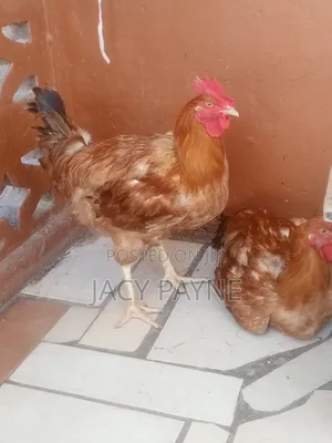 Livestock Cockerel