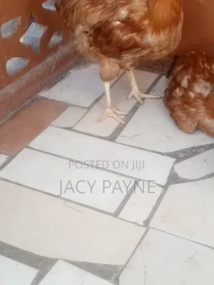 Livestock Cockerel