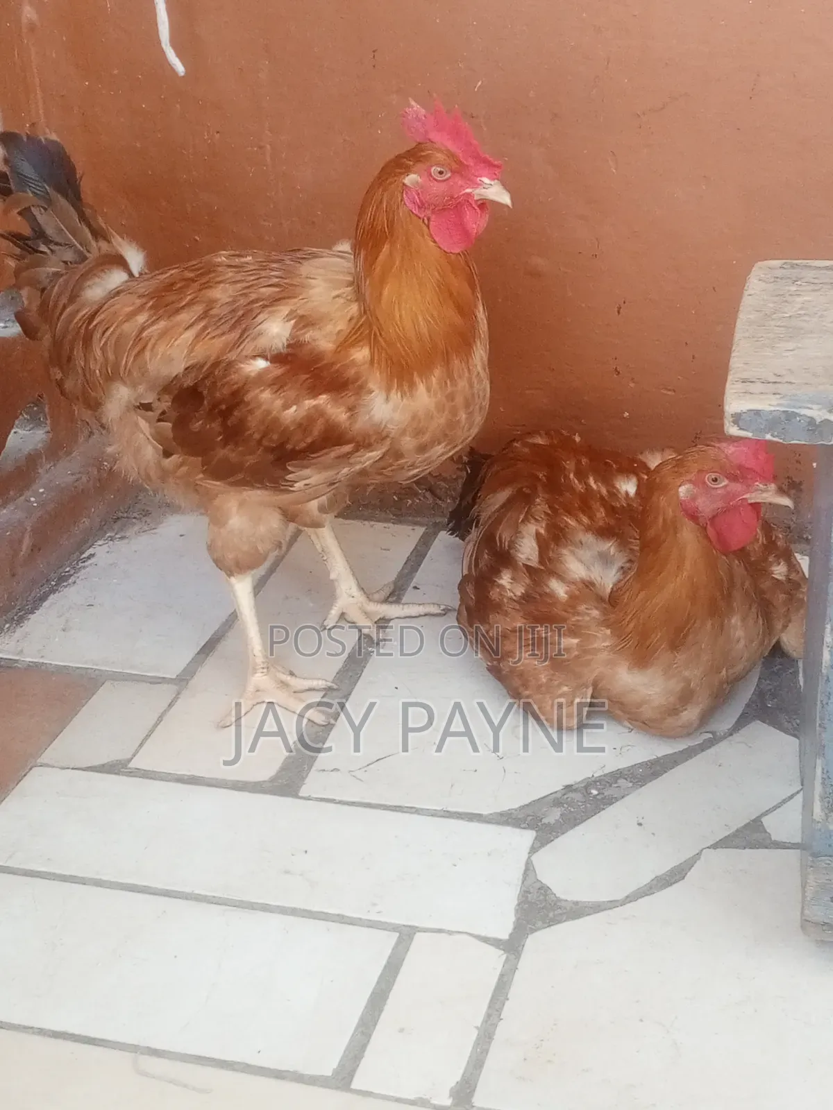 Livestock Cockerel
