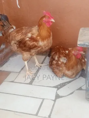 Livestock Cockerel