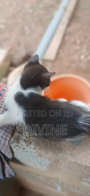 1-3 months Male Mixed Breed Cat