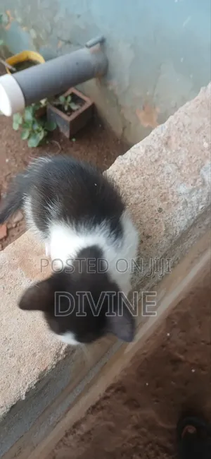 1-3 months Male Mixed Breed Cat