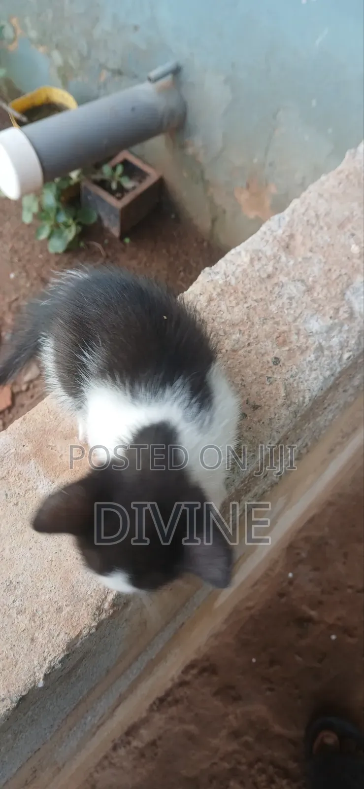 1-3 months Male Mixed Breed Cat