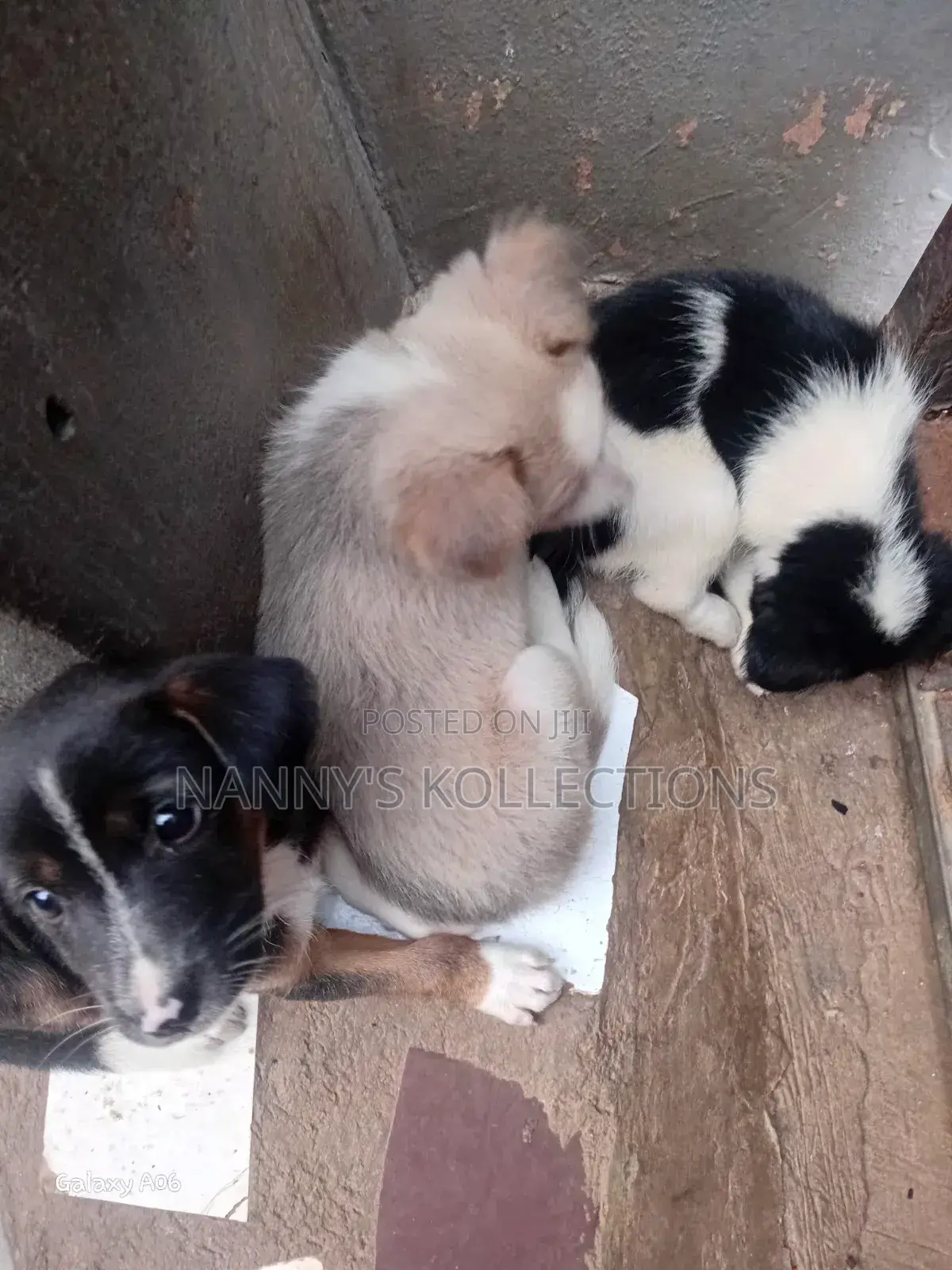 1-3 months Female Purebred Dog