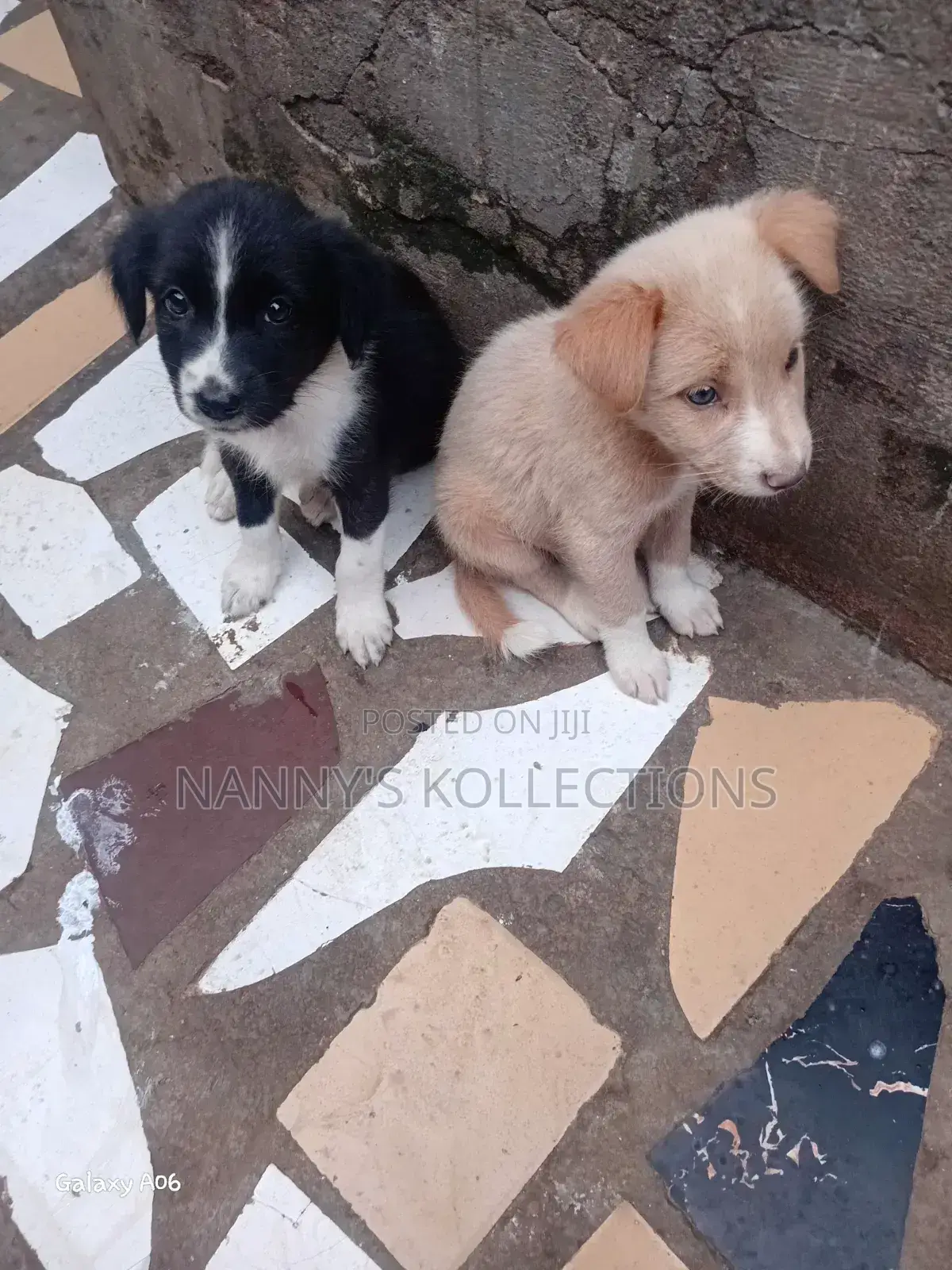 1-3 months Female Purebred Dog