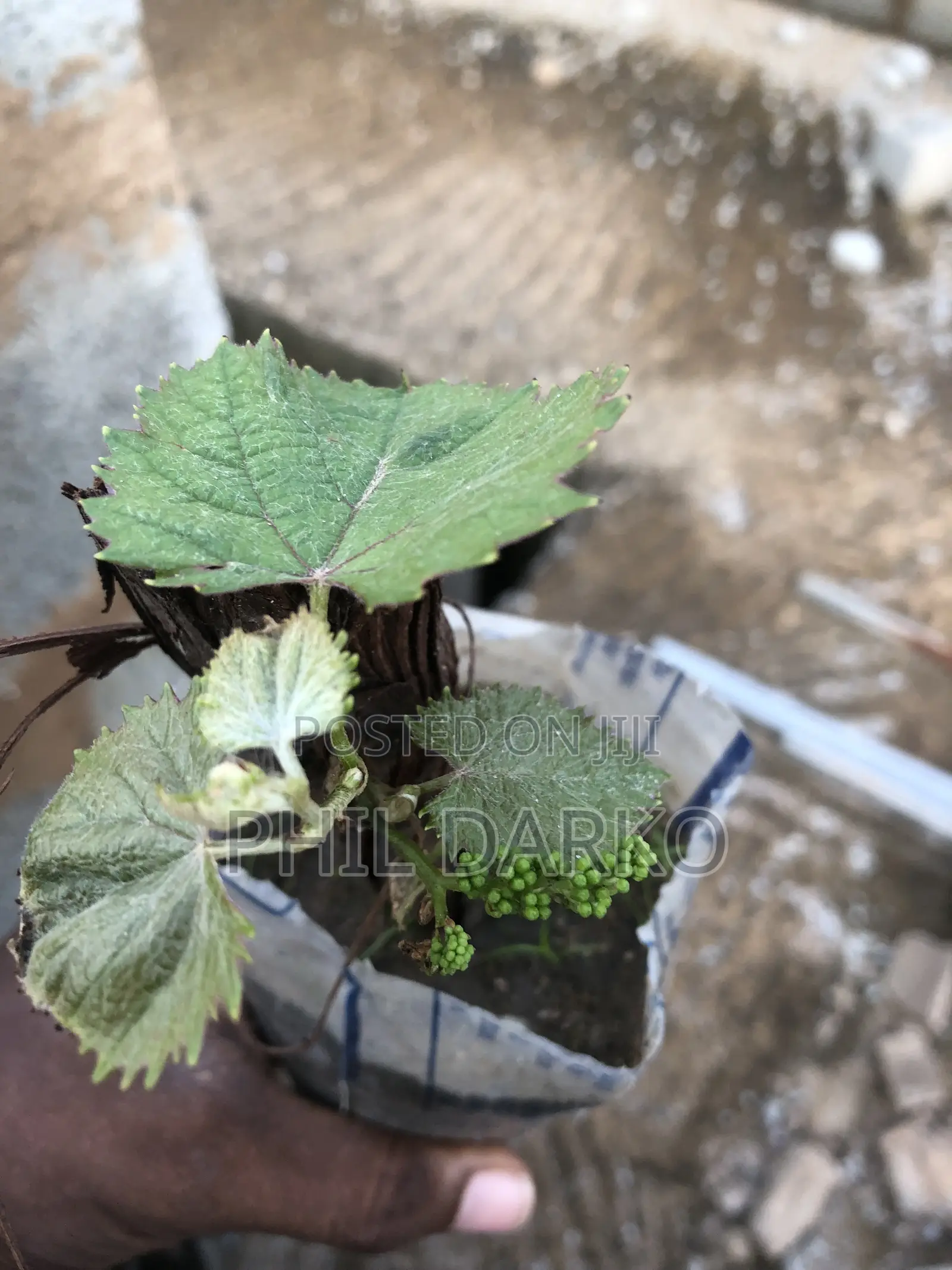 Wine Grape Plants - Strong Young Seedlings