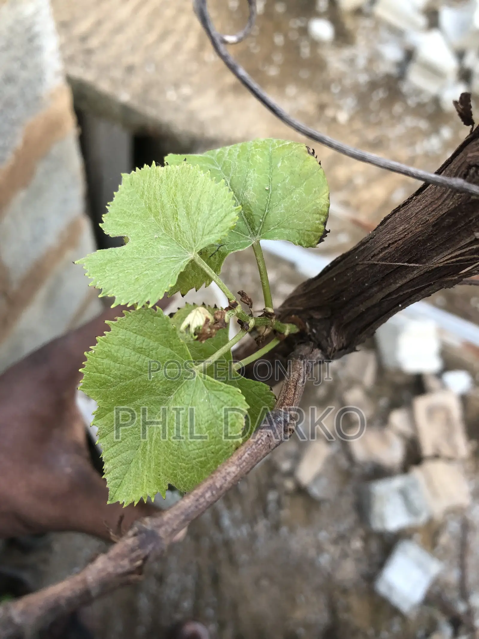 Wine Grape Plants - Strong Young Seedlings
