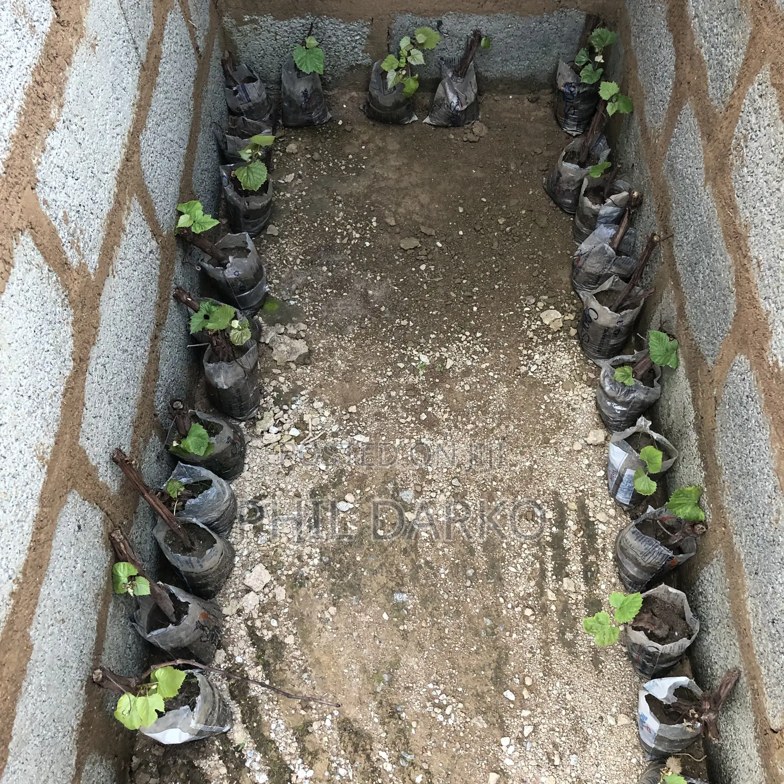 Wine Grape Plants - Strong Young Seedlings