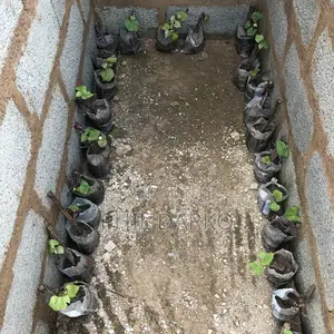 Wine Grape Plants - Strong Young Seedlings