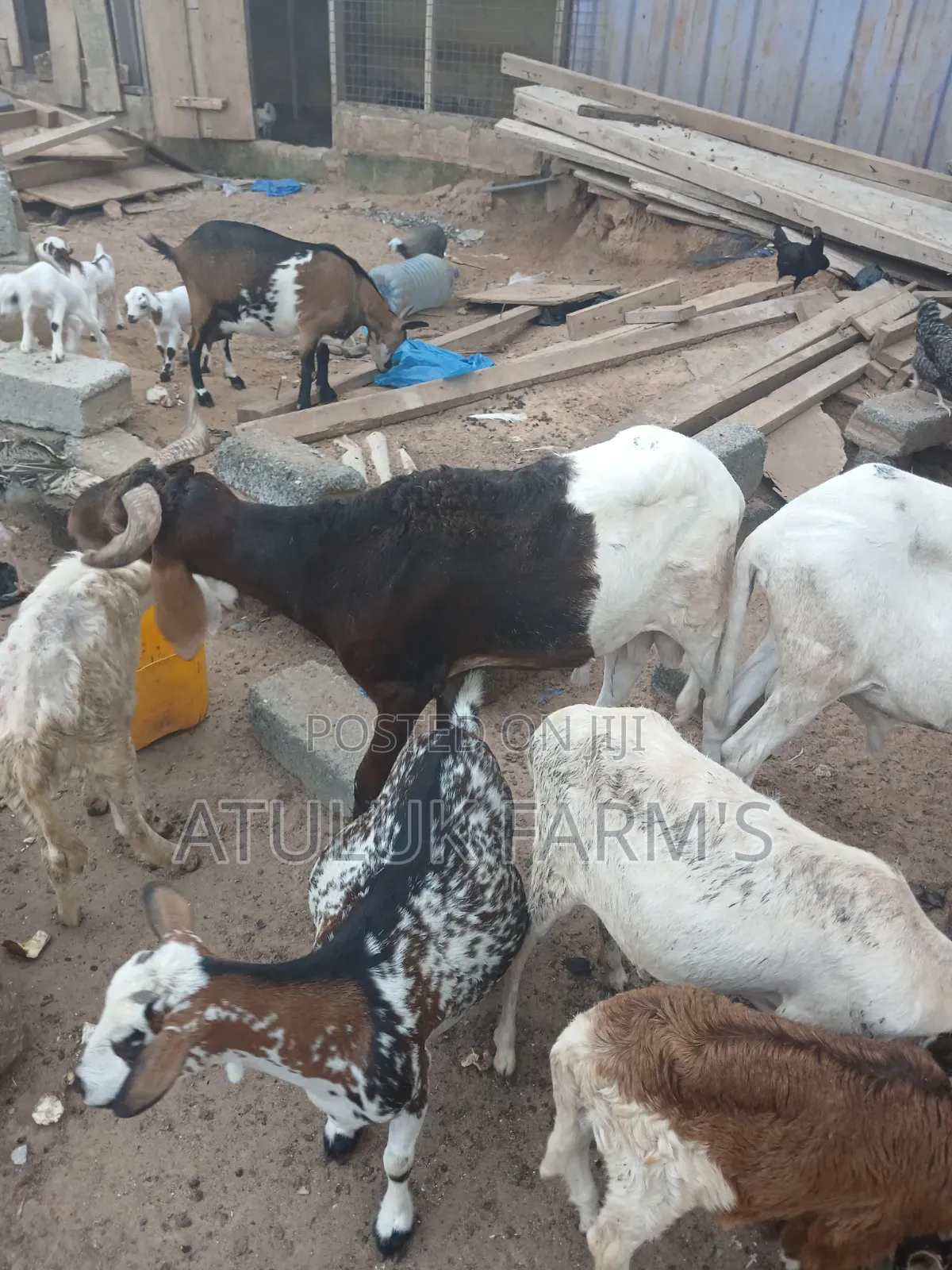 Goat and Sheep Manure