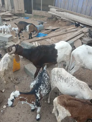 Goat and Sheep Manure
