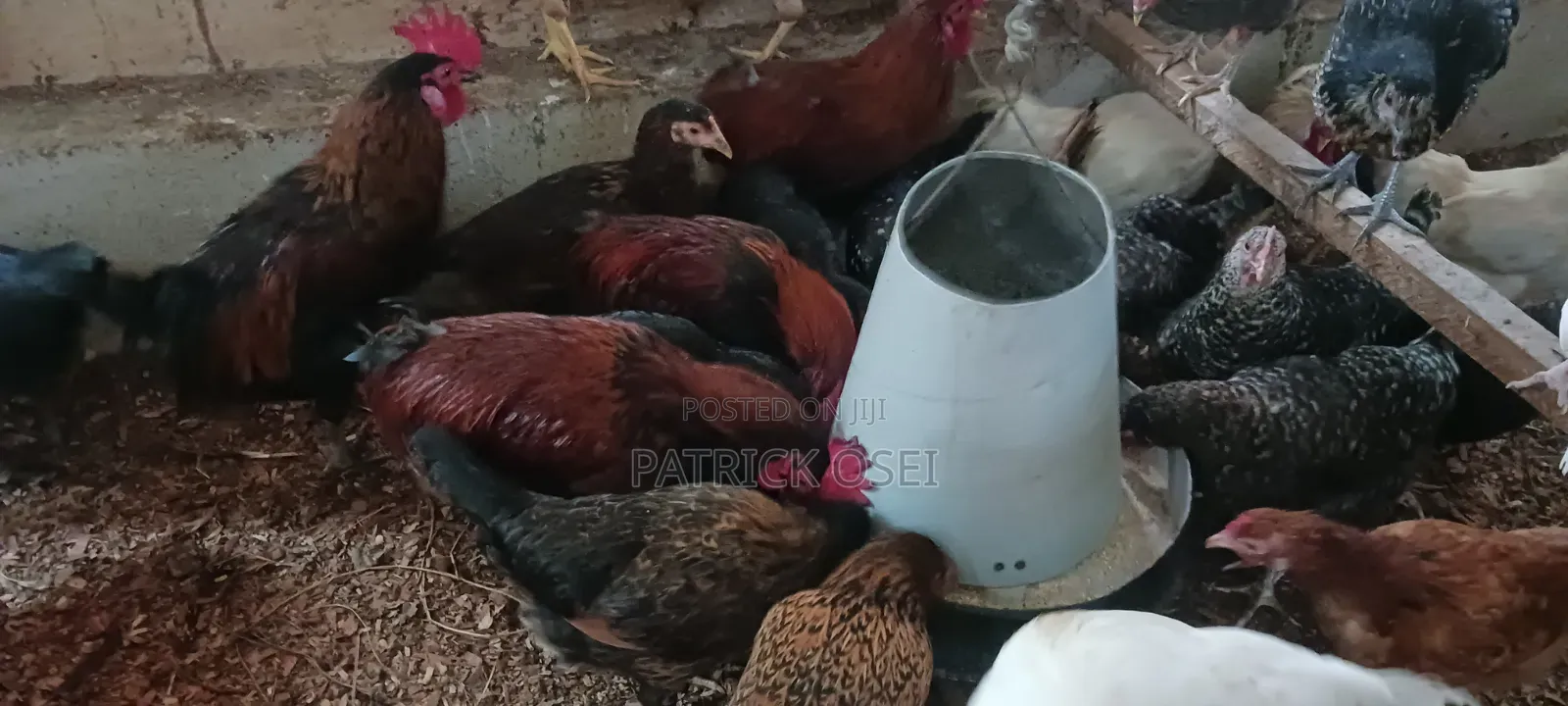 Agepat Farms