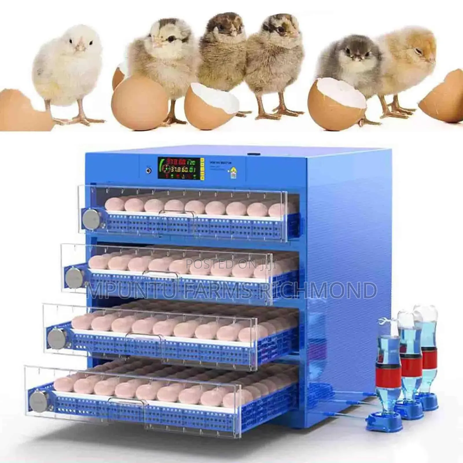 Incubator (400+Egg Capacity Automatic Incubator)