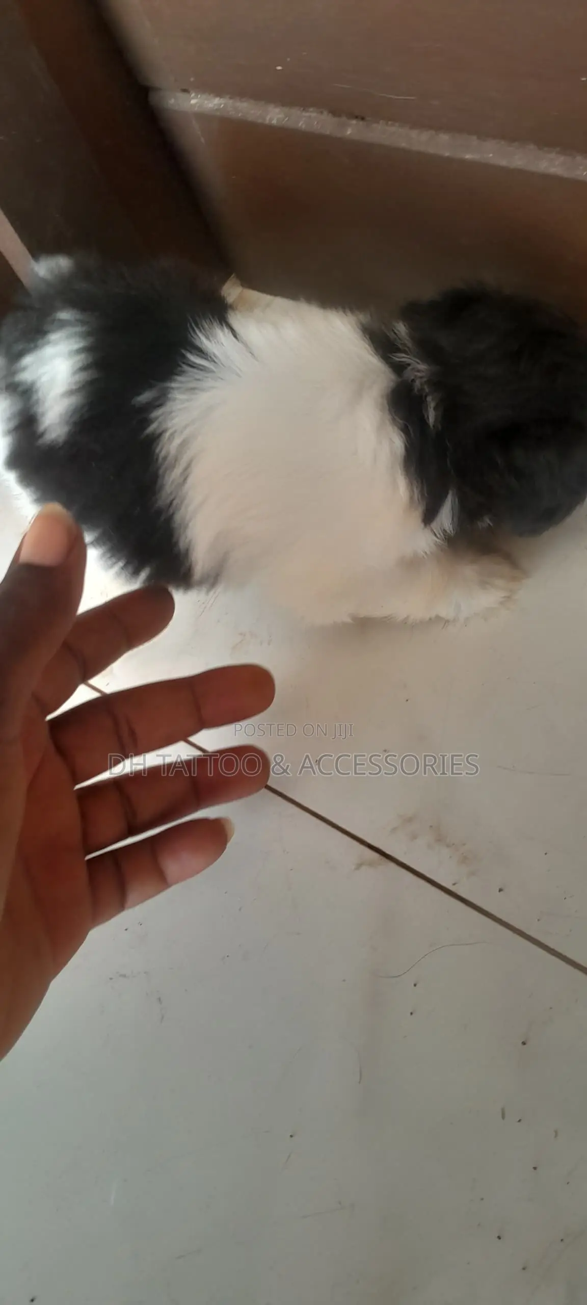 1-3 months Female Purebred Poodle