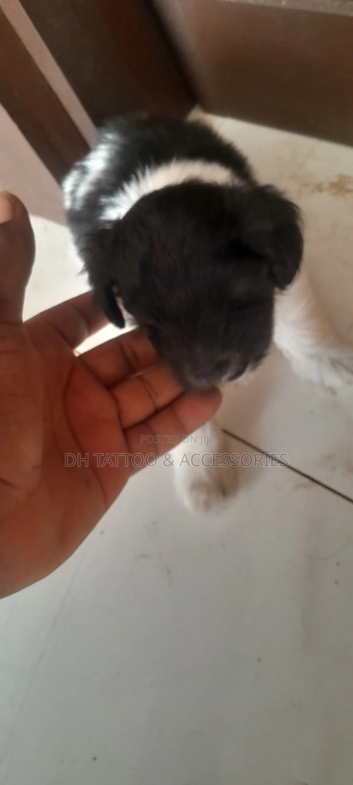 1-3 months Female Purebred Poodle