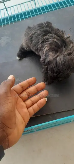 1-3 months Female Purebred Poodle