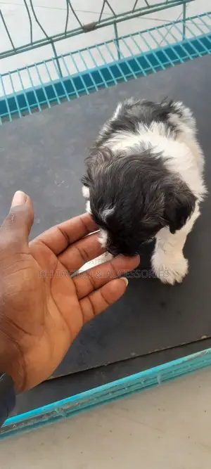 1-3 months Female Purebred Poodle