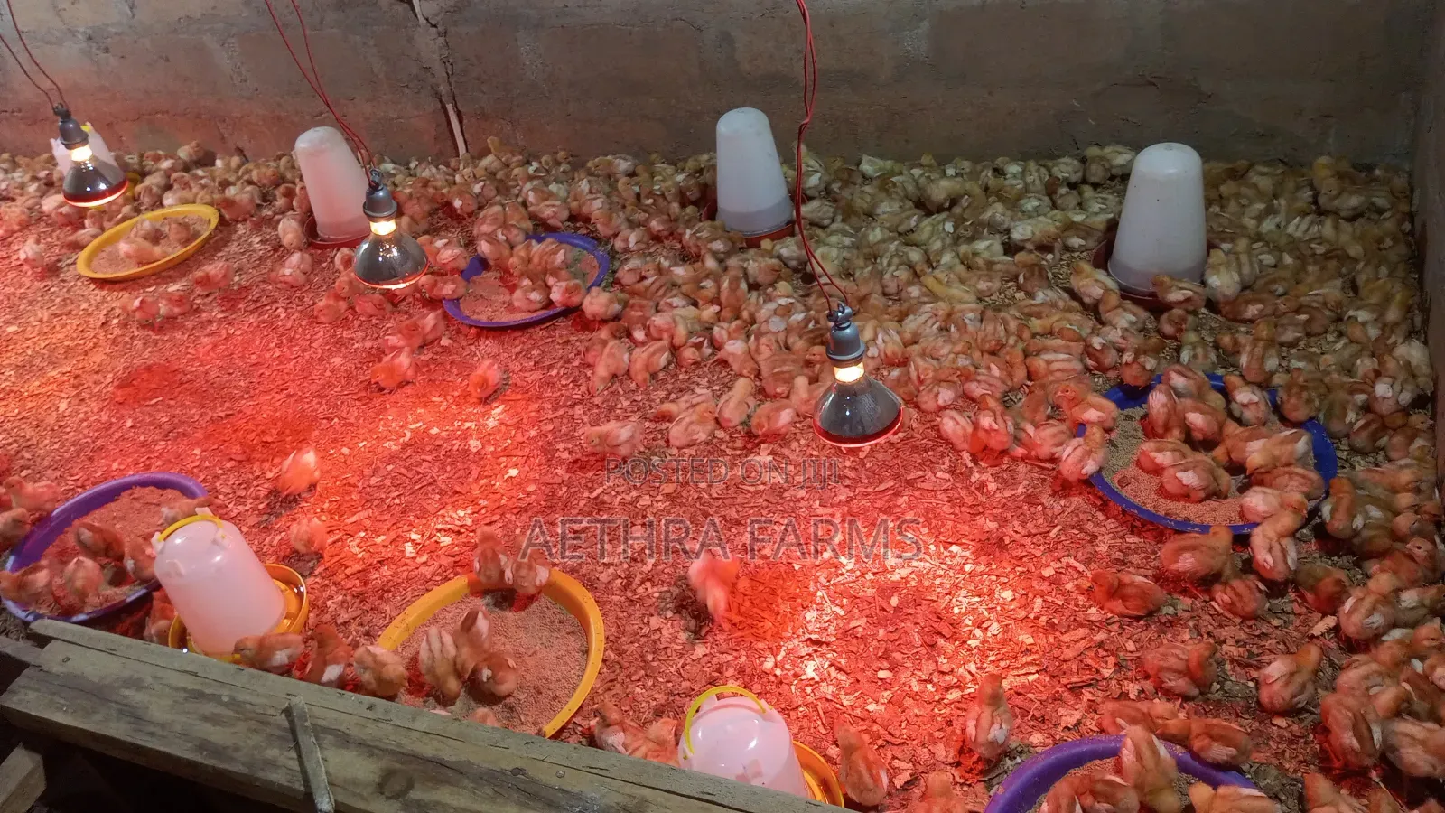 Day Old Chicks