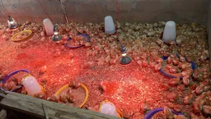 Day Old Chicks