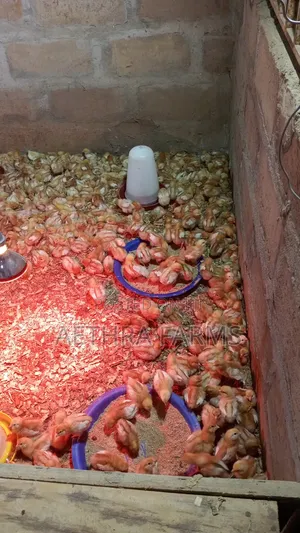 Day Old Chicks