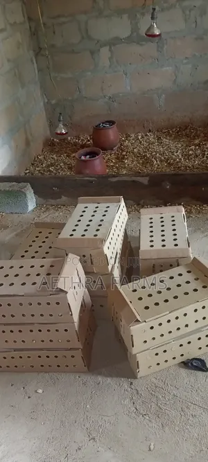 Day Old Chicks