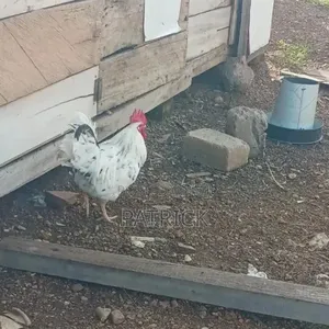 Agepat Farms