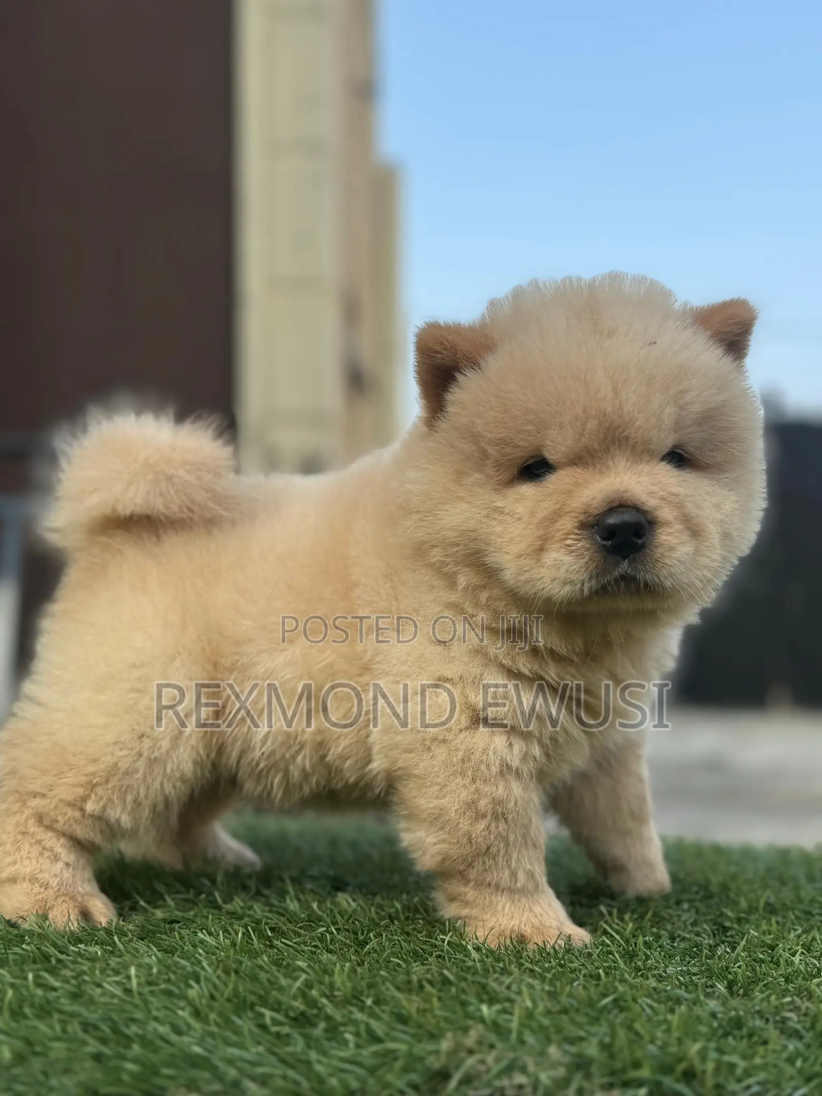 1-3 months Female Purebred Chow Chow