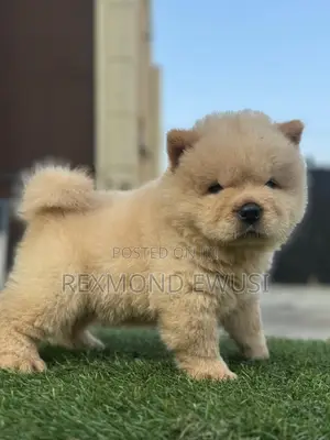 1-3 months Female Purebred Chow Chow