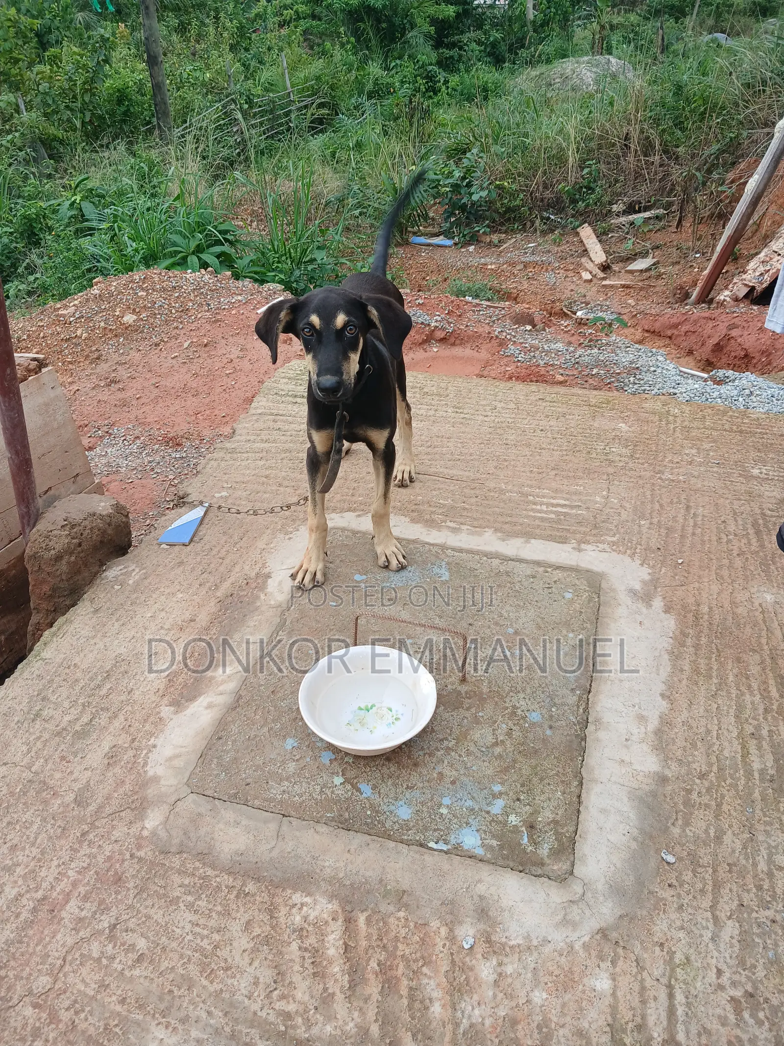 6-12 months Female Mixed Breed Boerboel