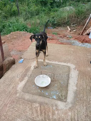 6-12 months Female Mixed Breed Boerboel