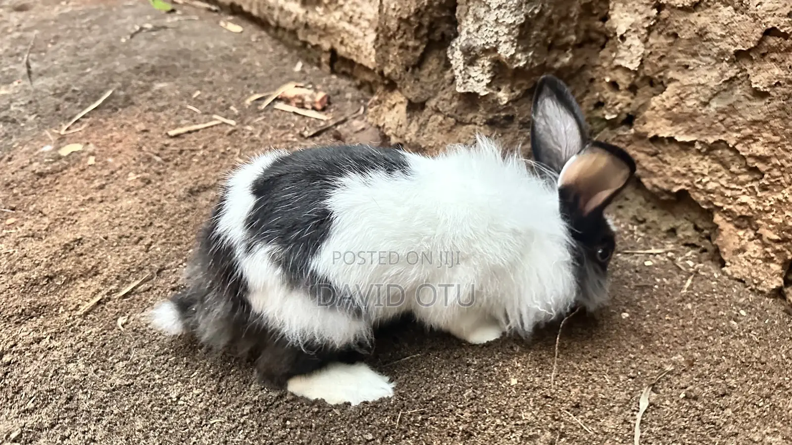 Matured Rabbits for Sale