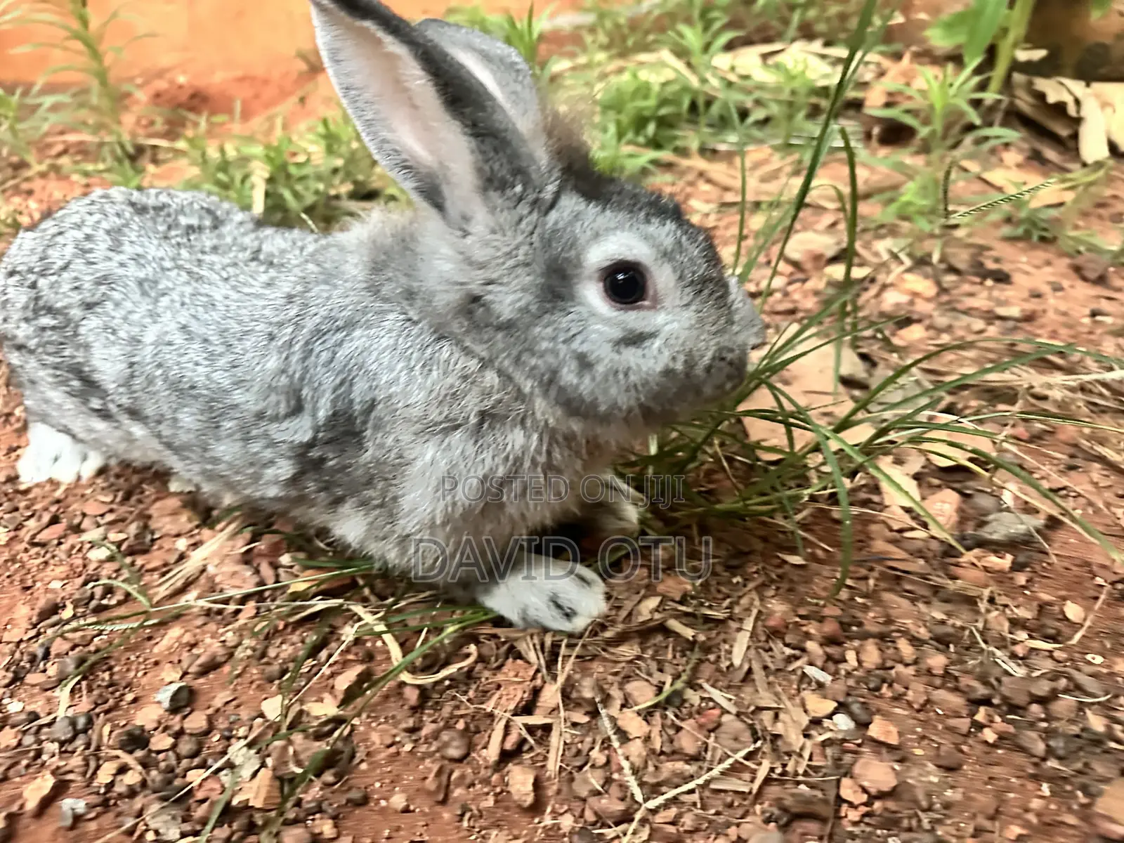 Matured Rabbits for Sale