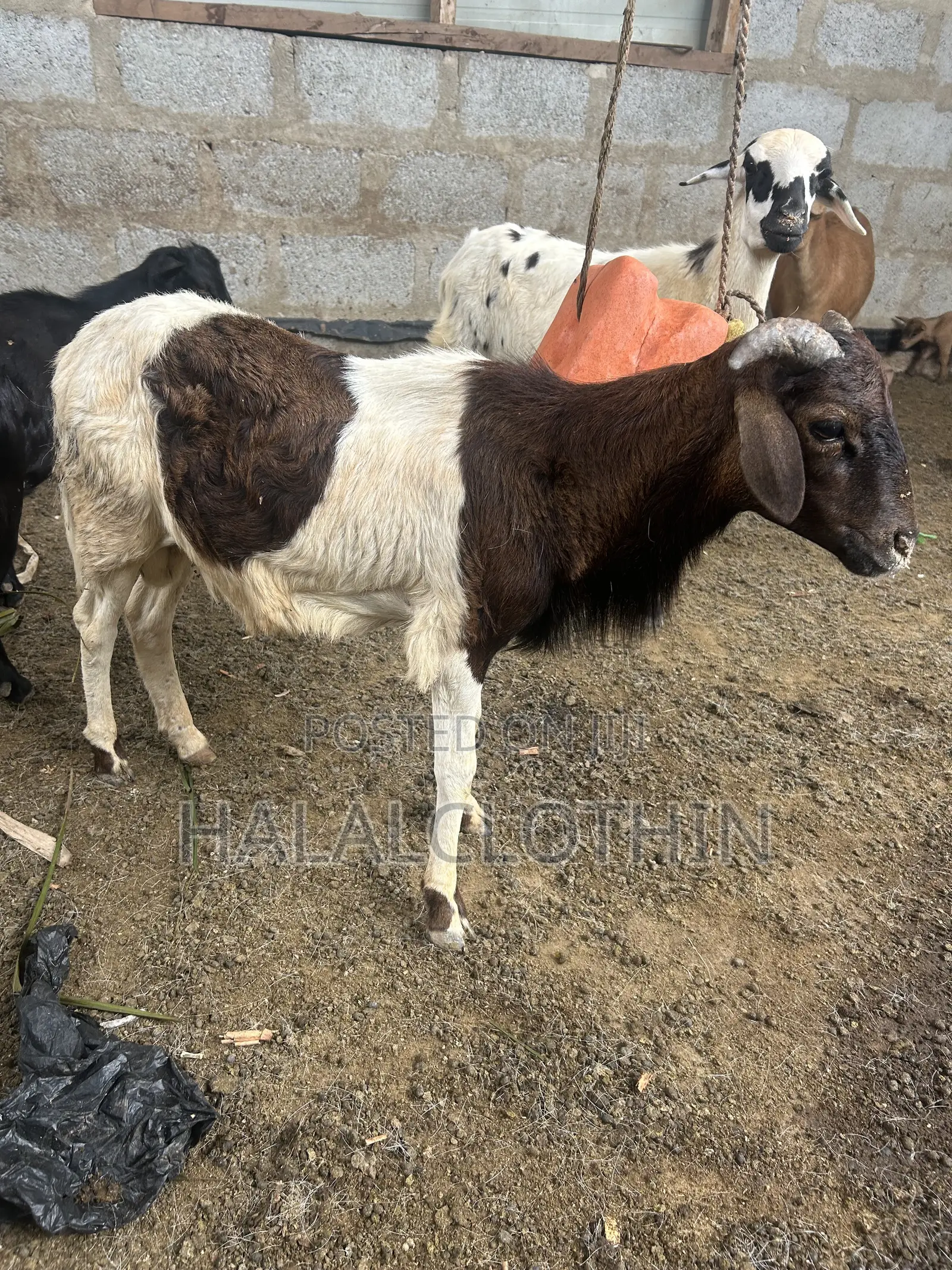 Male Sheep