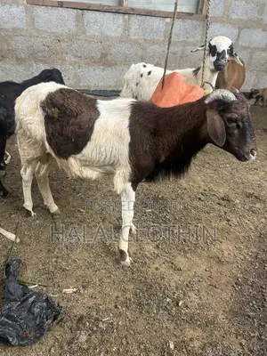 Male Sheep