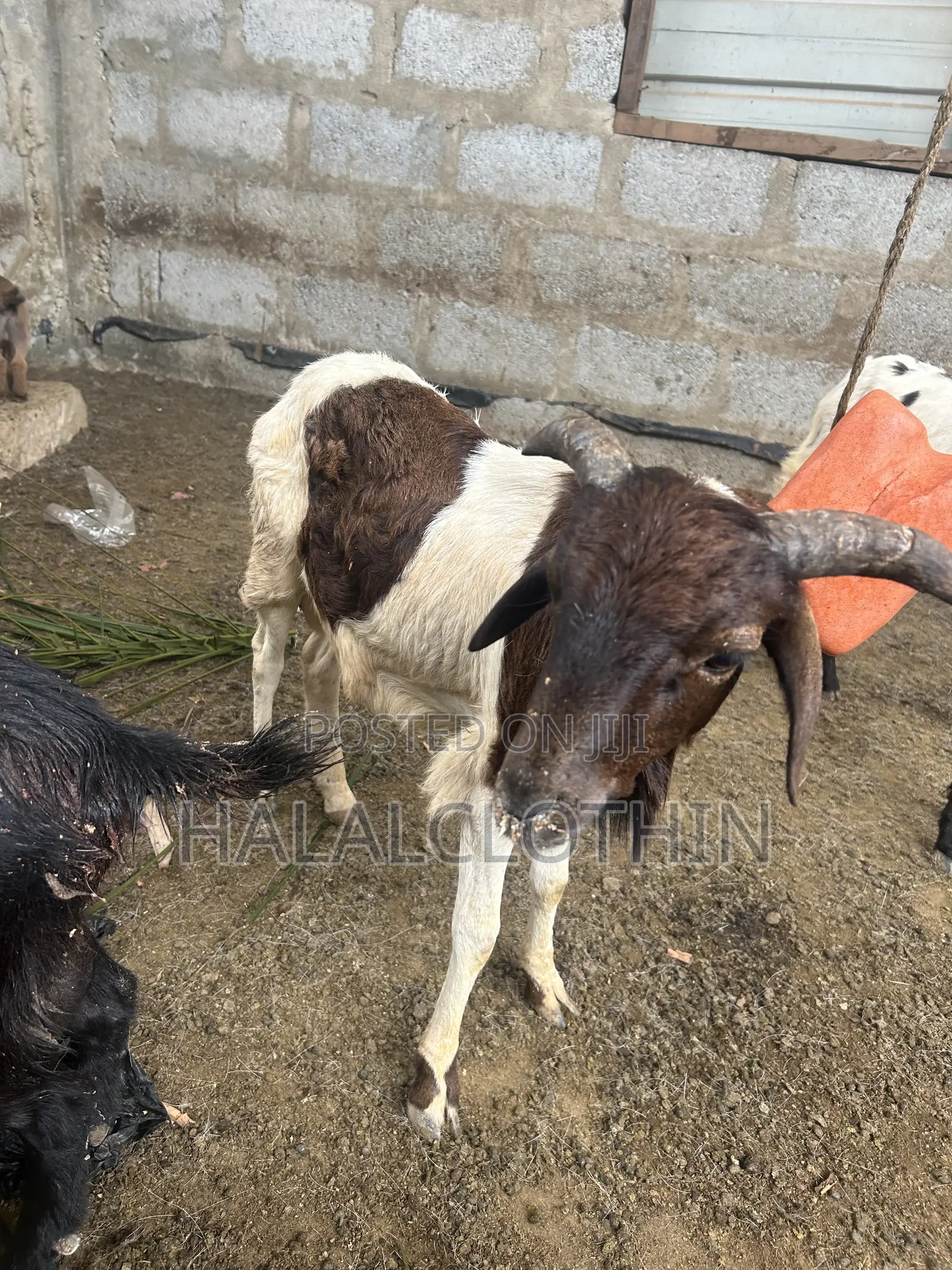 Male Sheep
