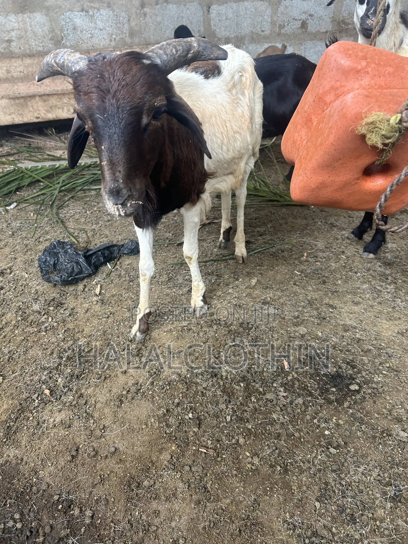 Male Sheep