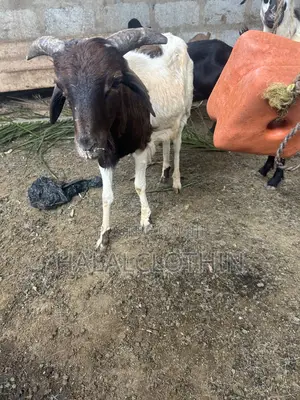 Male Sheep