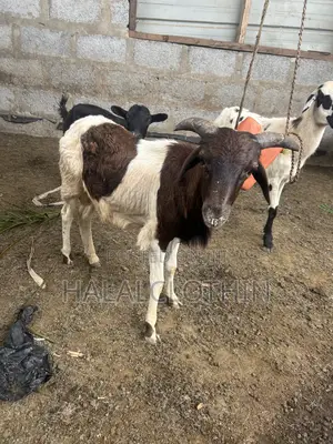 Male Sheep