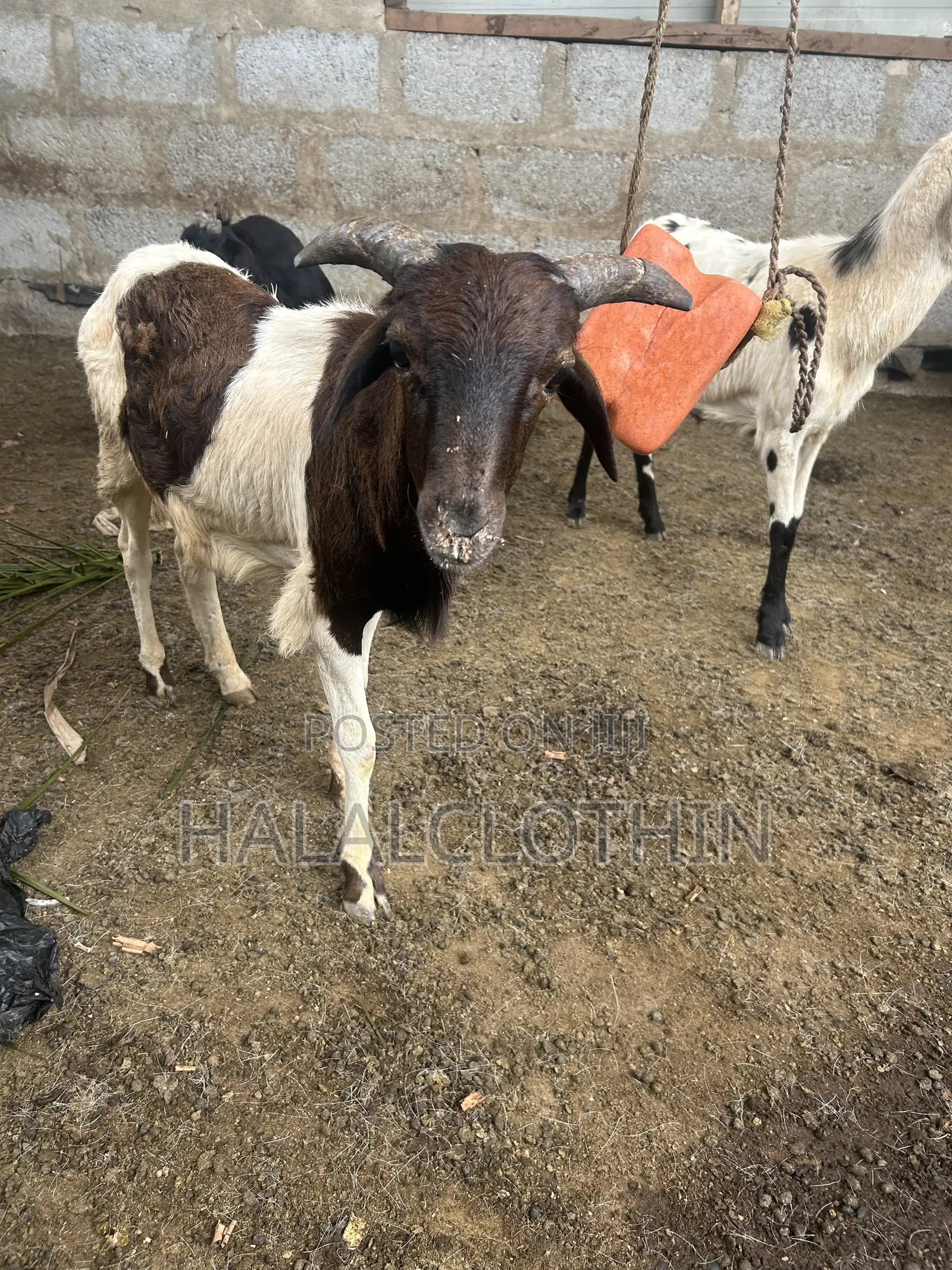 Male Sheep
