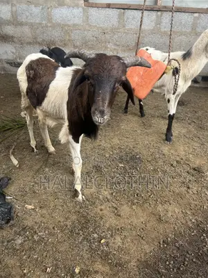 Male Sheep