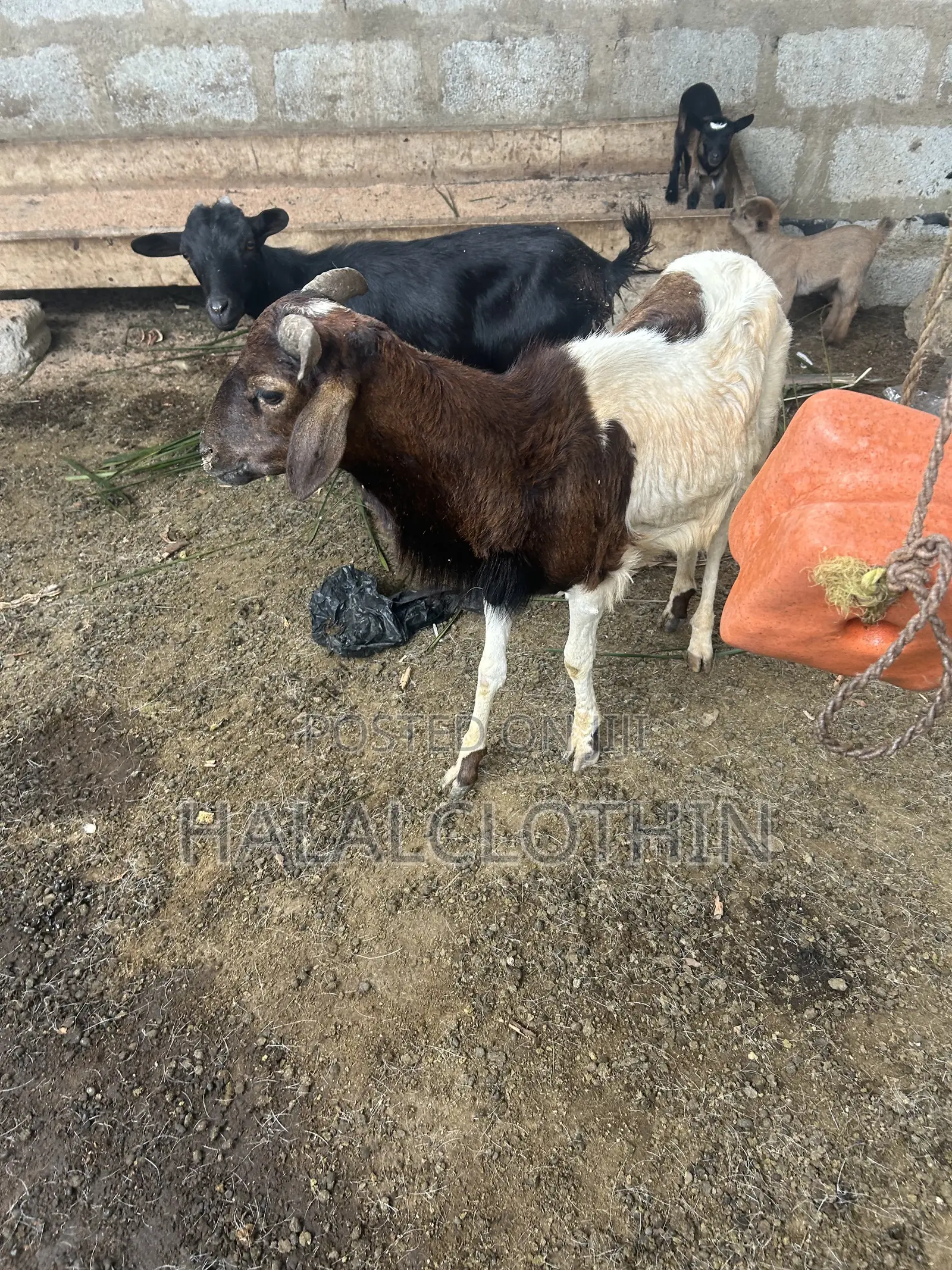 Male Sheep