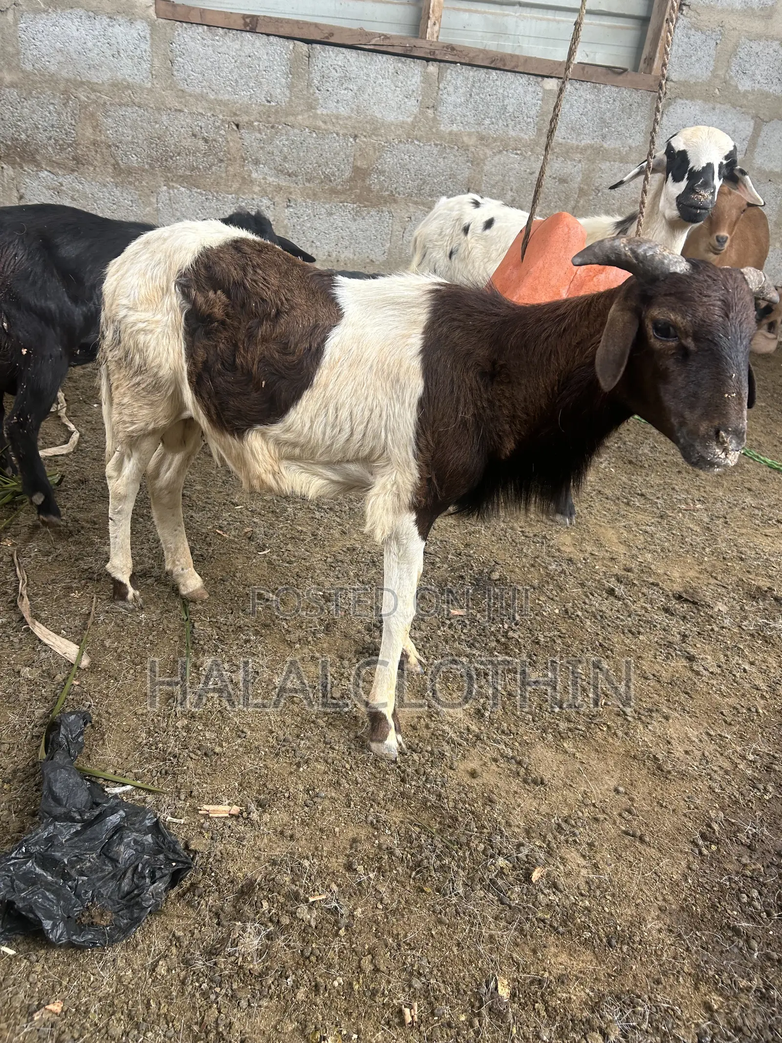 Male Sheep
