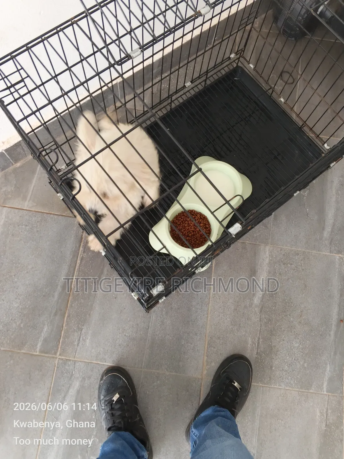 1-3 months Male Purebred Poodle