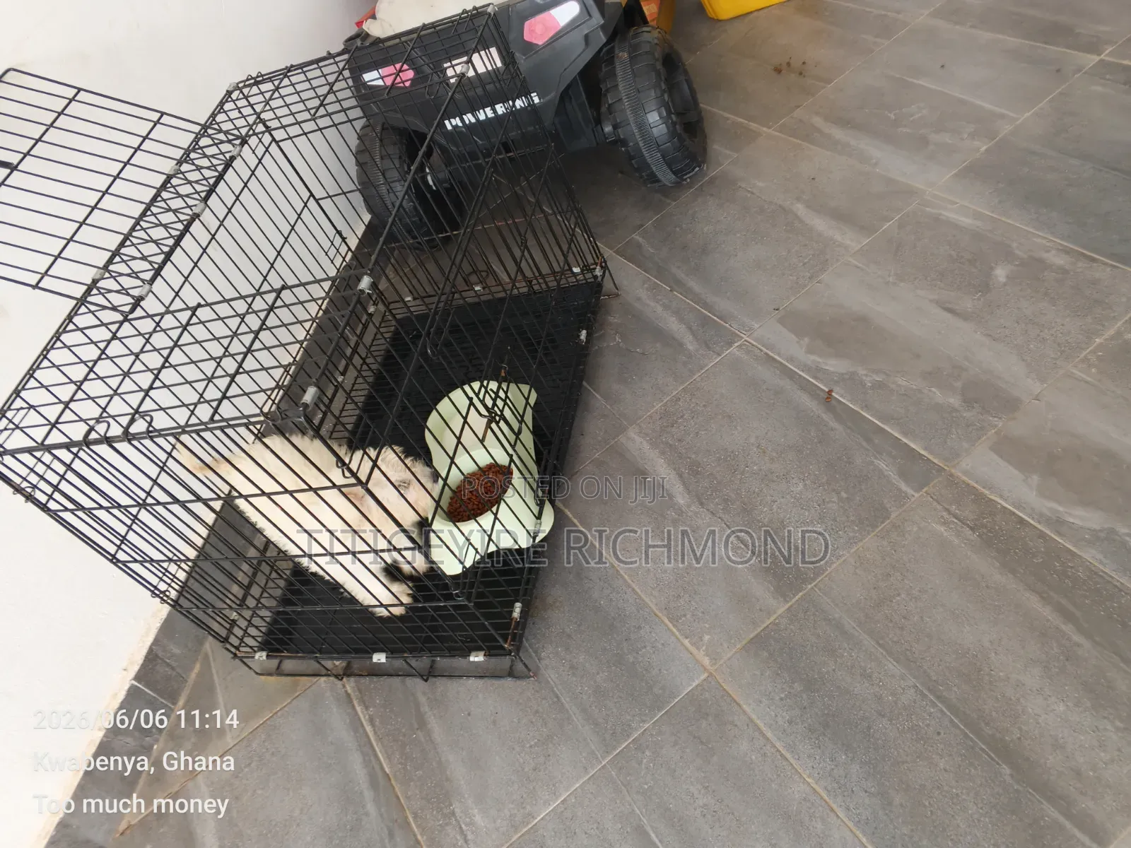1-3 months Male Purebred Poodle