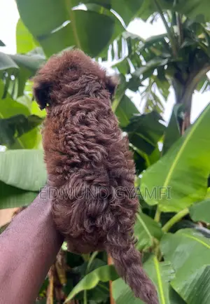 1-3 months Male Purebred Poodle