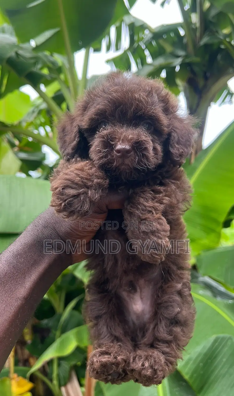 1-3 months Male Purebred Poodle