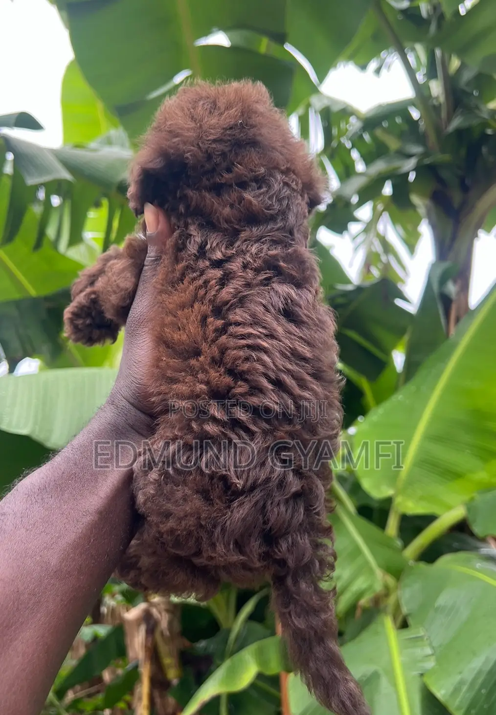 1-3 months Male Purebred Poodle