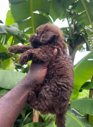 1-3 months Male Purebred Poodle