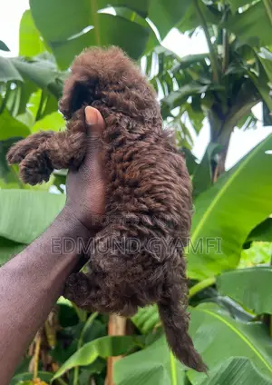 1-3 months Male Purebred Poodle