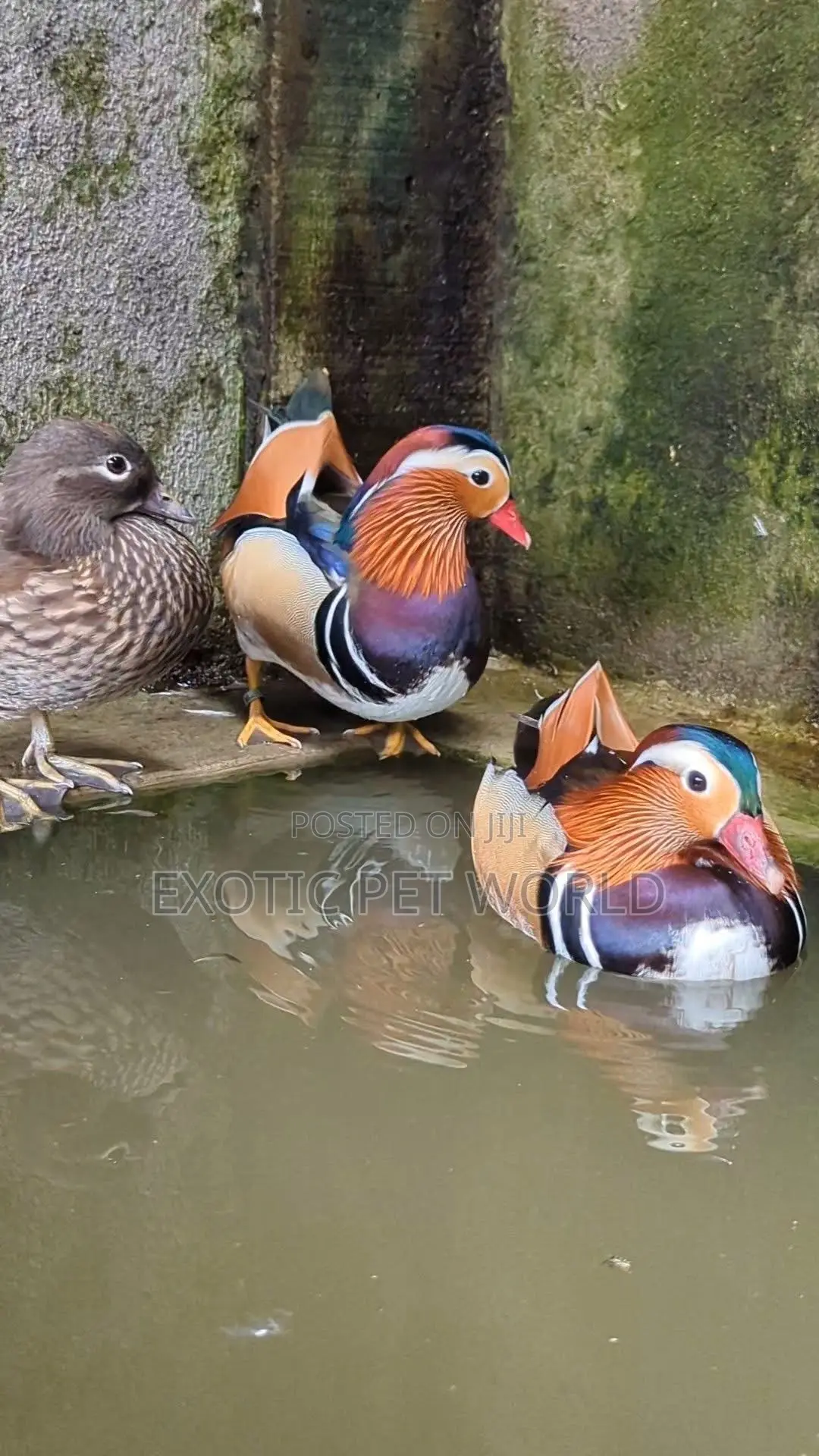 Mandarin Ducks
